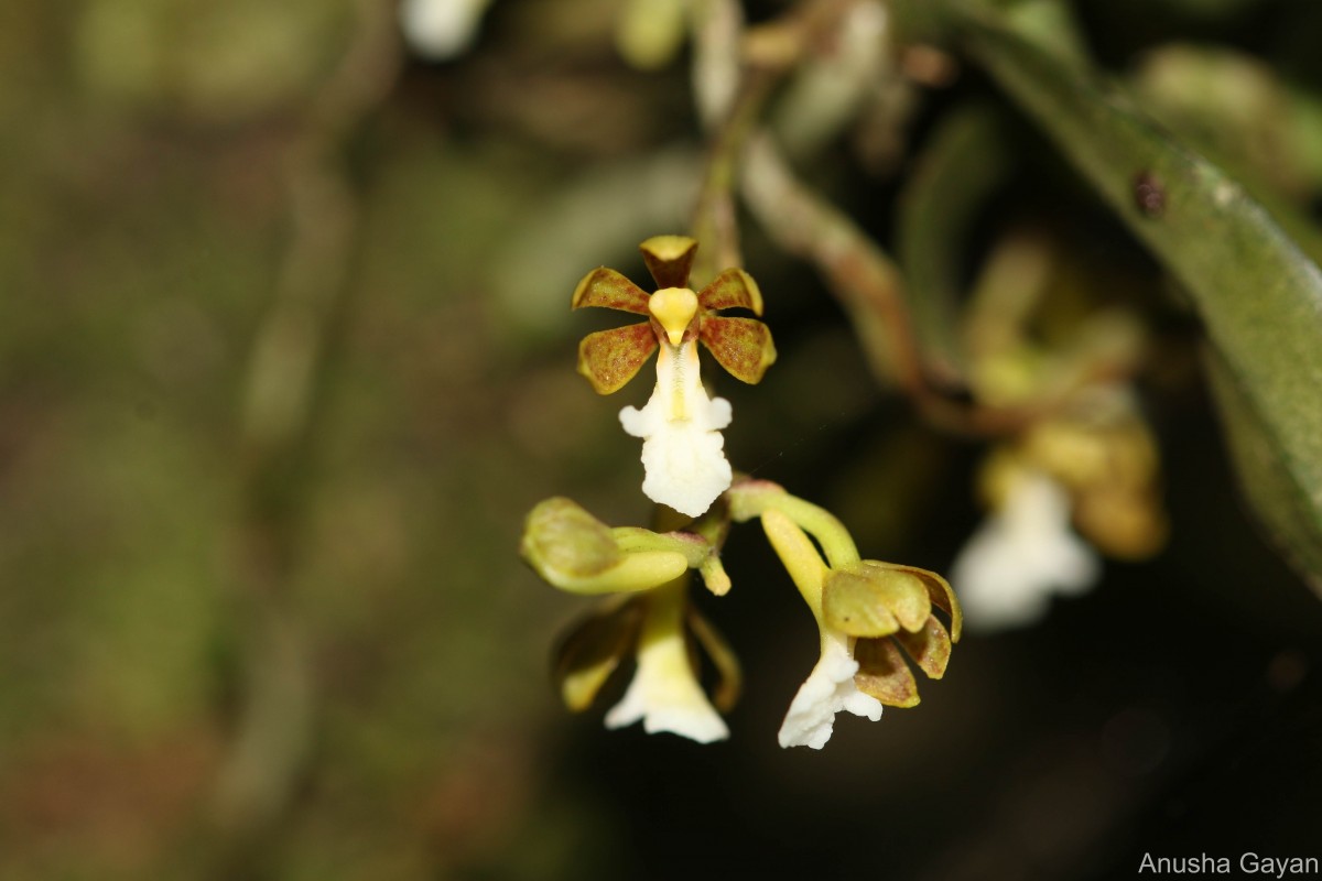 Trichoglottis quadriga Atthan., C.Bandara, Peiris & Kumar